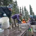 Photo by Rashah McChesney/Peninsula Clarion Staff fill buckets with water and rainbow trout for release into a nearby lake during the 16th annual Salmon Celebration at the  Johnson Lake State Park Campground on Wednesday May 6, 2015 in Kasilof, Alaska.
