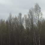 Leaf-out is imminent for Kenai Peninsula birch trees. (E. Bella/Kenai National Wildlife Refuge)