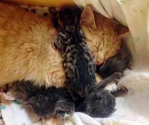 In this May 11, 2015 photo, Henry, a male cat cares for some kittens at a home in Ketchikan, Alsaka. Six abandoned kittens named after the kids in "The Brady Bunch" TV series are getting a nurturing boost from an unlikely source - the male cat with a slight neurological disorder. (Heather Muench/Ketchikan Humane Society via AP)