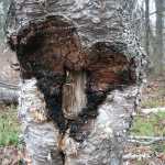 Photo courtesy Matt Bowser/USFWS.  The remains of a chaga mushroom that was harvested near the Kenai National Wildlife Refuge Visitor Center, March 16, 2015.