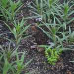 Photo by Kelly Sullivan/ Peninsula Clarion Most forages won't divulge where they have found morels mushrooms, but many have located fruiting bodies in the areas burned by the 2014 Funny River Horse Trail wildfire Saturday, May 23, 2015, in Funny River, Alaska.