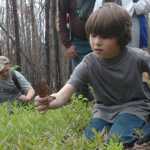 Photo by Kelly Sullivan/ Peninsula Clarion George Spady led a foraging group searching for morel mushrooms Saturday, May 23, 2015, in Funny River, Alaska.