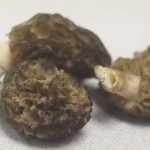 Photo by Kelly Sullivan/ Peninsula Clarion Silas Tucker picks up one of the first morels found by his foraging group Saturday, May 23, 2015, in Funny River, Alaska.