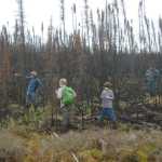 Photo by Kelly Sullivan/ Peninsula Clarion George Spady's foraging group found a stash of morels among the area burnt by last year's Funny River Horse Trail wildfire Saturday, May 23, 2015, in Funny River, Alaska.