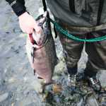 Photo by Rashah McChesney/Peninsula Clarion  Aaron Dupuis carries a king salmon caught in Deep Creek on the opening day of king salmon fishing on Memorial Day weekend Saturday May 22, 2015 near Ninilchik, Alaska.