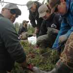Ben Boettger/Peninsula Clarion Kenai Watershed Forum Environmental Specialist Jeff Sires (right, in blue) cables a cluster of black spruce trunks to the shore of the Kenai River during the Streamwatch shoreline revetment on Saturday on the Kenai riverbank near the end of Funny River Road.