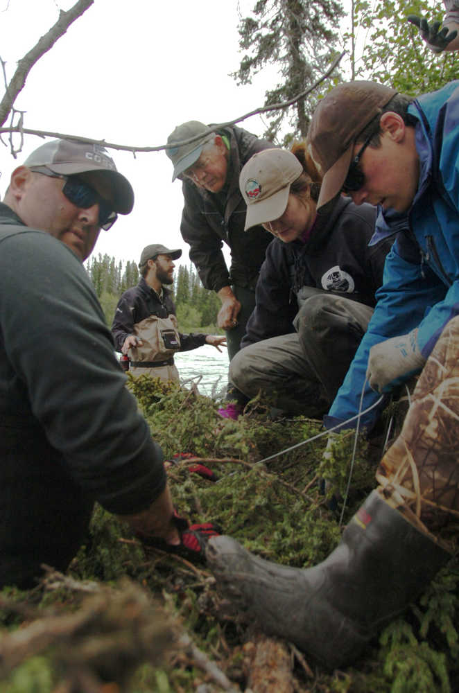 Ben Boettger/Peninsula Clarion Kenai Watershed Forum Environmental Specialist Jeff Sires (right, in blue) cables a cluster of black spruce trunks to the shore of the Kenai River during the Streamwatch shoreline revetment on Saturday on the Kenai riverbank near the end of Funny River Road.