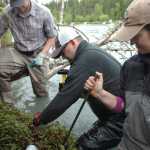 Ben Boettger/Peninsula Clarion Volunteer Andy Wakeman hammers an anchor into the riverbank with assistance from intern Grant Humpreys (right) and coordinator Lisa Beranek (left) of the Kenai Watershed Forum on Saturday on the shore of the Kenai River near the end of Funny River Road.