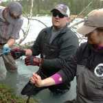Ben Boettger/Peninsula Clarion Volunteer Andy Wakeman (center) prepares to crimp an anchor cable binding a cluster of spruce debris to the bank of the Kenai River with assistance from intern Grant Humpreys (left) and coordinator Lisa Beranek of the Kenai Watershed Forum on Saturday on the shore of the Kenai River near the end of Funny River Road.