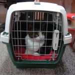 Those displaced by the Card Street Fire can bring their animals to the Sterling Community Center, where volunteers had kennels, food and water for them on Tuesday. Photo by Megan Pacer/Peninsula Clarion