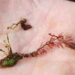 A recent sprout of the flatleaf bladderwort (U. intermedia) from its winter turion, a mechanism for overwintering in Headquarters Lake on the Kenai National Wildlife Refuge.  (Photo by Jenny Archis/USFWS)