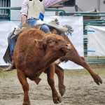 Photo by Rashah McChesney/Peninsula Clarion  Kenny Hackett takes off during the double mugging - a form of calf roping - competition at the Ninilchik Rodeo on Sunday July 5, 2015 in Ninilchik, Alaska.