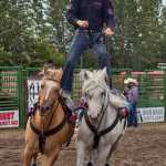 Photo by Rashah McChesney/Peninsula Clarion  Gilbert Perez and Garret Willis team rope a calf during the Ninilchik Rodeo on Sunday July 5, 2015 in Ninilchik, Alaska.