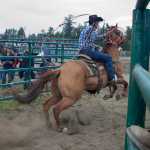 Photo by Rashah McChesney/Peninsula Clarion Danielle Gallagher, of Palmer, goads her horse Casino out into the arena for a ribbon roping competition during the Ninilchik Rodeo on Sunday July 5, 2015 in Ninilchik, Alaska.