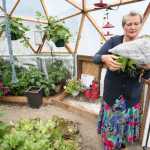 Photo by Kelly Sullivan/ Peninsula Clarion Lark Ticen bags up some fresh greens Monday, July 6, 2015, inside her arctic dome in Kenai, Alaska. She said she has been eating out of her "little, big" garden for 2.5 months. The corn she plans to harvest in August was taller then her own height, much more than the "knee-high by the fourth of July," requirement corn growers in the Lower 48 believe the stalks have to be to know if a good crop will come in during the season.