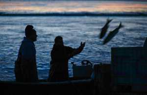 Photo by Rashah McChesney/Peninsula Clarion  Karl Kircher and Steven Bishop pitch setnet caught fish from a skiff near the mouth of the Kasilof River at 1 a.m. Thursday morning during an overnight commercial fishing period in Kasilof, Alaska.