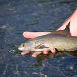 Photo by Rashah McChesney/Peninsula Clarion  A freshly caught grayling on Crescent Lake on June 16, 2015 in the Kenai Mountains. Guides say that has the lake water heats up, so does the grayling fishing.