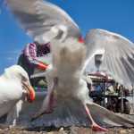 Photo by Rashah McChesney/Peninsula Clarion Two seagulls fight over a scrap of fish near a fillet table on Saturday July 11, 2015 on the north beach of the Kenai River mouth where more than 200 people gathered to dipnet.