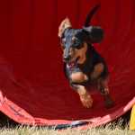 Photo by Rashah McChesney/Peninsula Clarion Blush, a miniature dachshund from Homer, runs through a standard agility course during the agility trials at the Kenai Kennel Club's annual dog show on Saturday July 11, 2015 in Soldotna, Alaska.