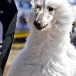 Photo by Rashah McChesney/Peninsula Clarion Indie, a Chesapeake Bay Retriever jumps for her owner, Lynda Barber-Wiltse, on Saturday July 11, 2015 in Soldotna, Alaska. Wiltse said she was not showing Indie, who is 13, but would show several of the dog's progeny. The two drove down from Anchorage for the Kenai Kennel Club's annual dog show.