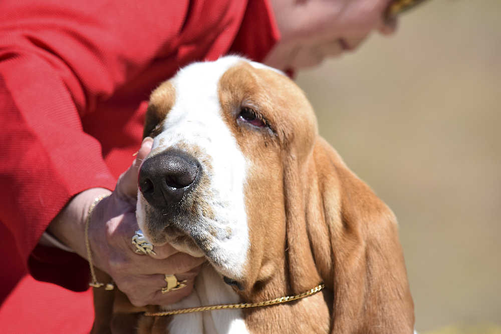 Photo by Rashah McChesney/Peninsula Clarion Lindsey Dowling kneels as she shows Kit, a Penbrook Welsh Corgi during the Kenai Kennel Club's annual dog show on Saturday July 11, 2015 in Soldotna, Alaska. Dowling said Kit was not her dog, she is from Palmer, he is from Soldotna.