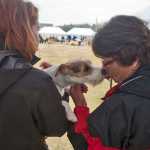 Photo by Rashah McChesney/Peninsula Clarion A Welsh Corgi talks a walk with its trainer on Saturday July 11, 2015 during the Kenai Kennel Club's annual dog show in Soldotna, Alaska.