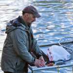 Photo by Rashah McChesney/Peninsula Clarion Brian Bowers, of Calgary, Alberta, cleans a sockeye salmon on Wednesday July 14, 2015 at the Funny River campground in Funny River, Alaska.
