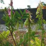 A sprout of Eskimo potato (Hedysarum alpinum) outside of the Kenai National Wildlife Refuge visitor center. The Eskimo potato looks strikingly similar to the poisonous wild sweet pea, Hedysarum mackenzii, found in interior Alaska. Photo by Jenny Archis/USFWS