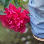 Photo by Kelly Sullivan/ Peninsula Clarion Wayne Floyd picks peonies Friday, July 17, 2015, at Cool Cache Farms LLC., in Kenai, Alaska.
