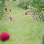 Photo by Kelly Sullivan/ Peninsula Clarion Kansas Peony buds and full blooms are ready for harvesting Friday, July 17, 2015, at Cool Cache Farms LLC., in Kenai, Alaska.