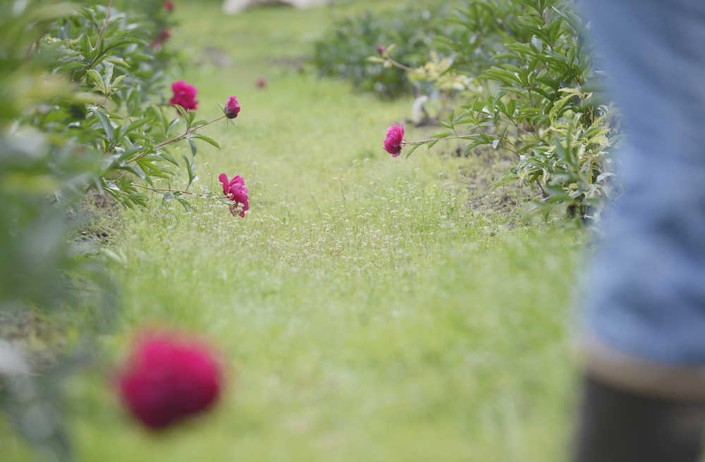 Photo by Kelly Sullivan/ Peninsula Clarion Kansas Peony buds and full blooms are ready for harvesting Friday, July 17, 2015, at Cool Cache Farms LLC., in Kenai, Alaska.