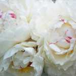 Photo by Kelly Sullivan/ Peninsula Clarion Kansas Peony buds and full blooms are ready for harvesting Friday, July 17, 2015, at Cool Cache Farms LLC., in Kenai, Alaska.