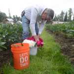 Photo by Kelly Sullivan/ Peninsula Clarion Wayne Floyd is selling the peonies from his first harvest at local farmers markets and through the Alaska Peony Market Cooperative Friday, July 17, 2015, at Cool Cache Farms LLC., in Kenai, Alaska.