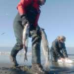 Ben Boettger/Peninsula Clarion John Collins (left) looks over a catch by Chelsee Largo (right) as he prepares to clean gutted salmon in the waters of Kenai's north beach on Sunday July 19.