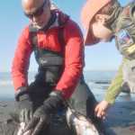 Ben Boettger/Peninsula Clarion John Collins (left) guts a pair of salmon while his step-grandson Blake Coulson (right) watches at Kenai's north beach on Sunday, July 19.