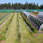 Photo by Kelly Sullivan/ Peninsula Clarion Nearly 2.5 acres are planted with nine varieties of haskap berry plants Monday, July 20, 2015, at Alaska Berries in Soldotna, Alaska.