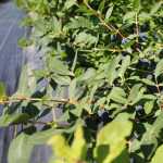 Photo by Kelly Sullivan/ Peninsula Clarion Haskap berries are native to Japan but have been bred for Alaska's harsh climate by Brian and Laurie Olson Monday, July 20, 2015, at Alaska Berries in Soldotna, Alaska.
