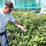 Photo by Kelly Sullivan/ Peninsula Clarion Brian Olson tests the ripeness of his haskaps Monday, July 20, 2015, at Alaska Berries in Soldotna, Alaska.