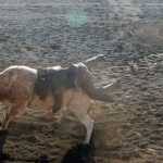 Photo by Megan Pacer/Peninsula Clarion Several barrel racers warm up before the combined barrel racing and bull riding competition, "Beauty and the Beast," on Friday night during the Progress Days Rodeo at the Soldotna Rodeo Grounds.