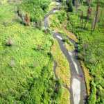 Sockeye salmon returning to Bear Creek are one of those special events in nature that occur every season in the Kenai National Wildlife Refuge. (Photo courtesy Kenai National Wildlife Refuge)