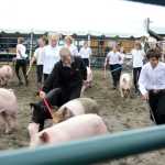 4-H club members guide their pigs around the barnyard during hog confirmation judging at the Kenai Peninsula State Fair in Ninilchik, Alaska, Friday Aug. 16, 2013. Peninsula Clarion file photo