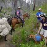 ADVANCE FOR WEEKEND EDTIONS, AUG. 15-16 - In this photo taken July 25, 2015, a packer leads his string of horses and mules past Spokane Mountaineers hiking up Chewuch River Trail 510 into the Pasayten Wilderness north of Winthrop, Wash. (Rich Landers/The Spokesman-Review via AP) COEUR D'ALENE PRESS OUT; MANDATORY CREDIT