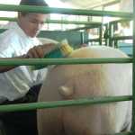 Ben Boettger/Peninsula Clarion 4H member Skyler Shadle brushes his pig in preparation for a showing during the Kenai Peninsula State Fair at the Ninilchik Fair Ground on Friday, August 22.