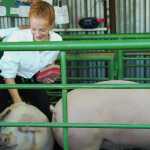 Ben Boettger/Peninsula Clarion 4H member Bailey Epperheimer brushes her pigs in preparation for a showing during the Kenai Peninsula State Fair at the Ninilchik Fairgrounds on Friday, August 21.