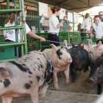 Ben Boettger/Peininsula Clarion A group of hogs enters the arena, followed by their handlers, for a livestock judging during the Kenai Peninsula State Fair at the Ninilchik Fairgrounds on Friday, August 21.