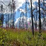 Fireweed and shrubs regenerate among weakened trees one year after a fire. Kenai National Wildlife Refuge photo