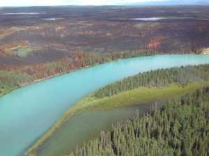 The aftermath of this year's Card Street fire where it burned along the Kenai River. Kenai National Wildlife Refuge photo