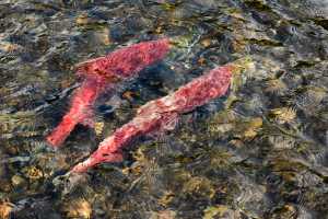 Photo by Rashah McChesney/Peninsula Clarion  Two red salmon spawn in the Russian River near the weir on Thursday August 27, 2015 in Cooper Landing, Alaska. As of Wednesday, more than 42,400 sockeye salmon were counted passing the weir during the late run.