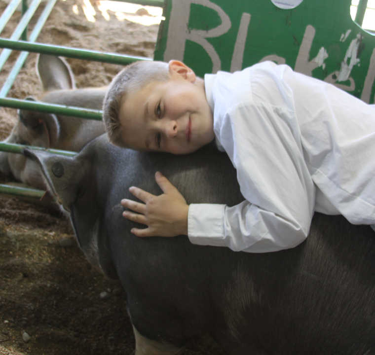 Livestock auction continues