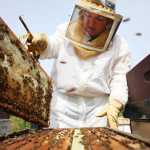 Photo by Kelly Sullivan/ Peninsula Clarion Sarah Souders replaces full frames with empty frames in her hives Thursday, August 6, 2015, in Kenai Alaska.